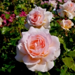 Chandos Beauty (Чандос Бьюті)